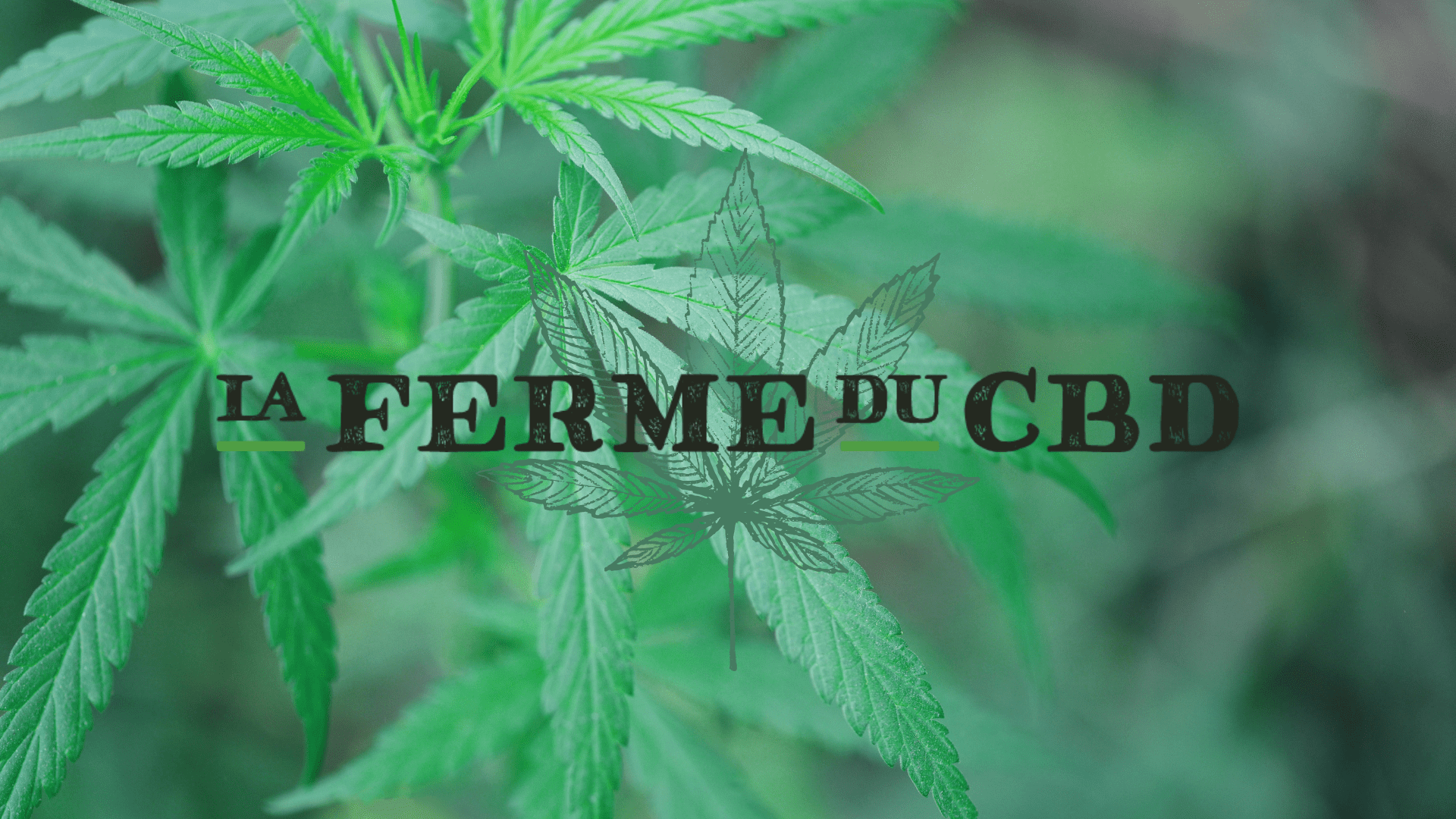 la ferme du cbd : le specialiste du cbd