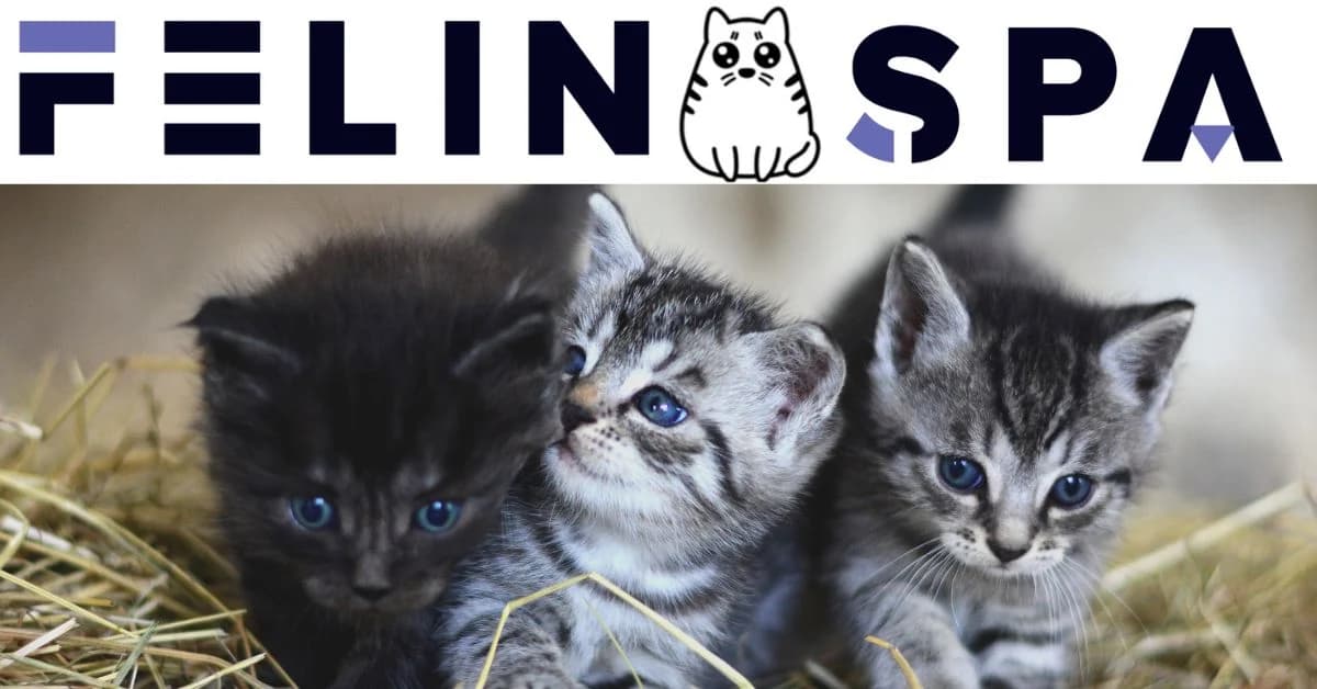 Logo felinspa.com
